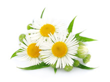 Chamomile With Leaves