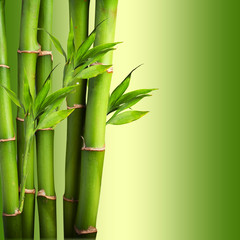  świeży bambus na zielonym tle