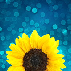 sunflower on blue background
