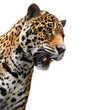 canvas print picture Jaguar head, wild animal isolated on white
