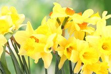 Beautiful Yellow Daffodils  On Green Background