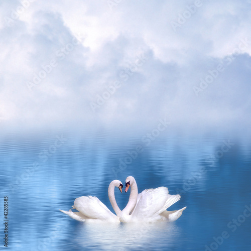 Naklejka dekoracyjna Graceful swans in love