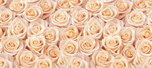 Beige Roses Seamless Pattern