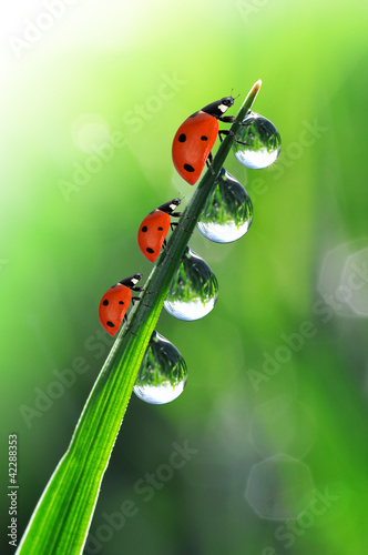 Nowoczesny obraz na płótnie fresh morning dew and ladybirds