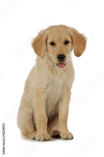 Portrait Chiot Golden Retriever Buy This Stock Photo And