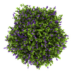 Wall Mural - top view of lilac flowers bush isolated on white background