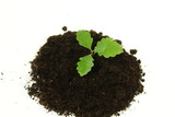 Young tree on soil