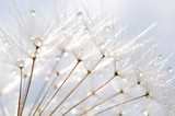 Fototapeta Dmuchawce - water droplet on dandelion seeds