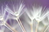 Fototapeta Dmuchawce - water droplet on dandelion seeds