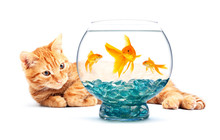 Goldfish And Cat