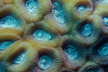 Texture and pattern details of hard coral