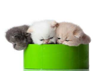 Sticker - kittens in green gift box isolated on white. itten