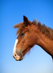 portrait of a young hourse on a blue sky