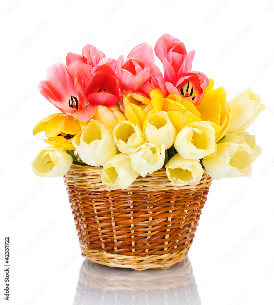 beautiful tulips in basket isolated on white.