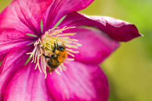 Bumble Bee On Pink Clematis Flower