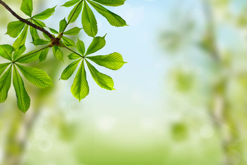 chestnut green leaves on spring background