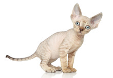 Devon Rex Kitten On White Background