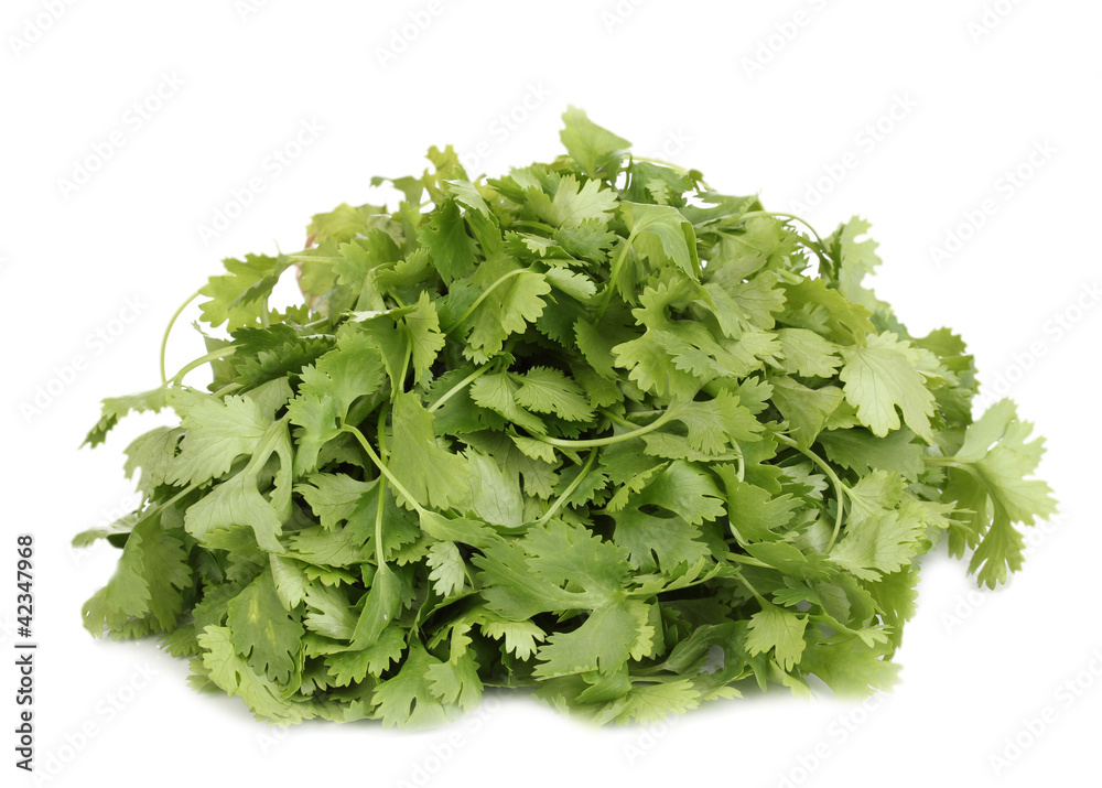 fresh coriander or cilantro isolated on white