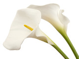 white calla flowers isolated