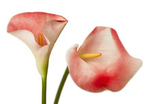 Red Calla Flowers Isolated