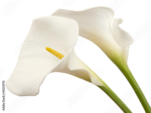 Tapeta ścienna na wymiar white calla flowers isolated