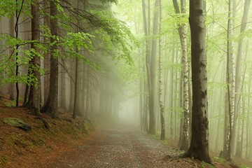 Forest path on the border between coniferous and deciduous trees