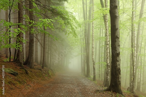 Nowoczesny obraz na płótnie path on the border between coniferous and deciduous trees