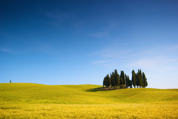 Wall Mural - campo di grano con cipressi e cielo blu, italia