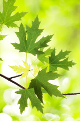 Wall Mural - Beautiful branch with green maple leaves