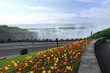 Niagara Falls Tulips