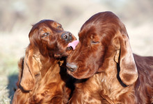 Dog Love, Pet Friendship Concept, Happy Cute Irish Setter Dog Kissing His Friend
