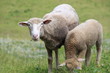 Schafe beim Weiden