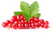 red currant with green leaf
