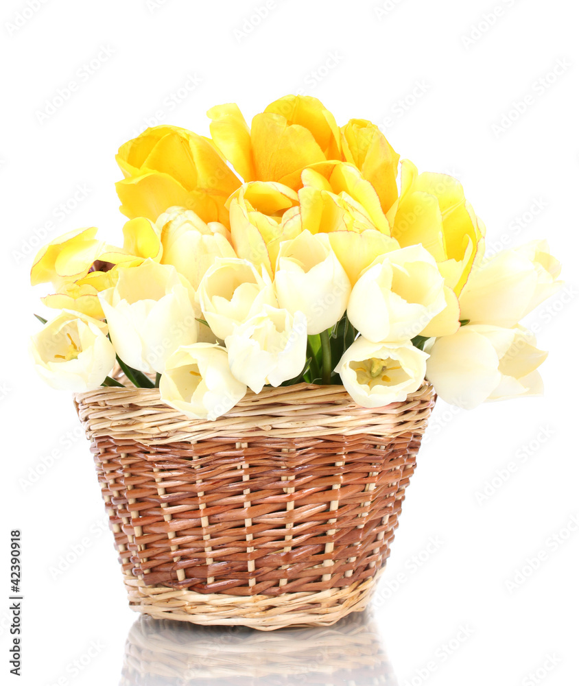 beautiful tulips in basket isolated on white.