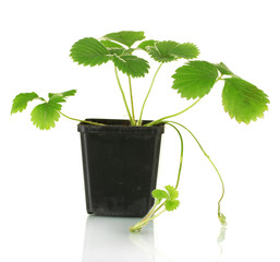 Poster - Strawberry bush in flowerpot isolated on white