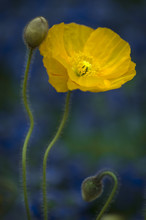 Yellow Poppy Flower