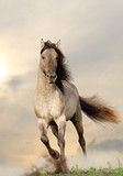 Fototapeta Konie - wild stallion running in sunset
