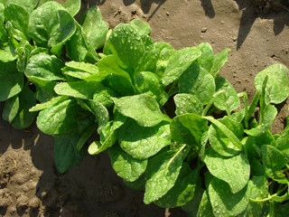 Wall Mural - spinach with water drops