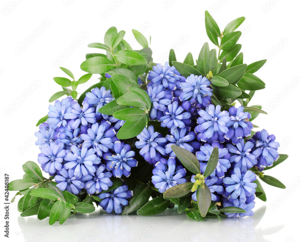 Muscari - hyacinth isolated on white