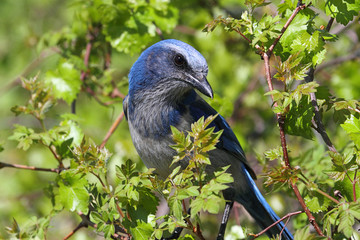 Fototapete - Endangered Florida Scrub-Jay