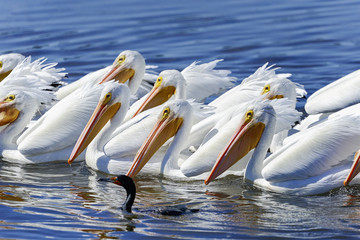 Wall Mural - american white pelican, pelecanus erythrorhynchos