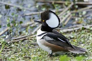 Wall Mural - hooded merganser, lophodytes cucullatus