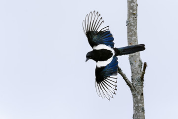 Wall Mural - european magpie, pica pica