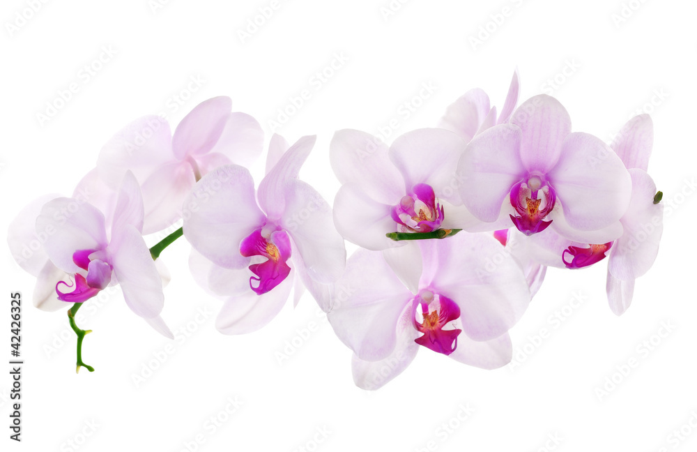 jasnorozowe-orchidee-na-bialym-tle