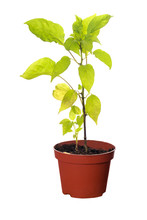 Chili Pepper Plant In Pot Isolated On White