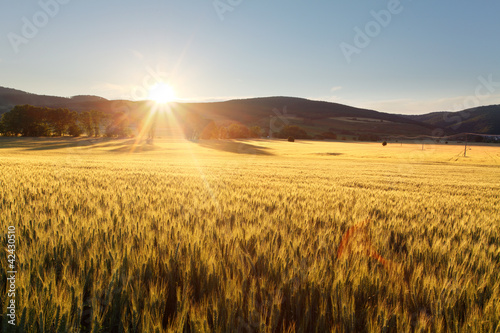 Nowoczesny obraz na płótnie Sunset over wheat field.