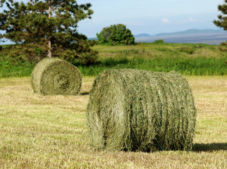 two hay rolls in field