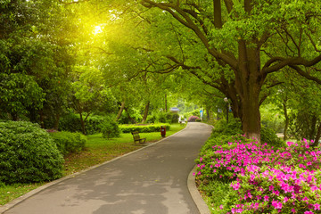 Poster - Summer park road