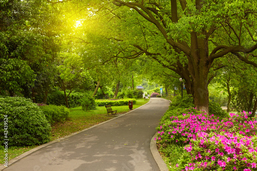 letnia-droga-w-parku-z-kwitnacymi-rozowymi-kwiatami