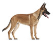 © Eric Isselée - Belgian Shepherd Dog puppy, 5 months old